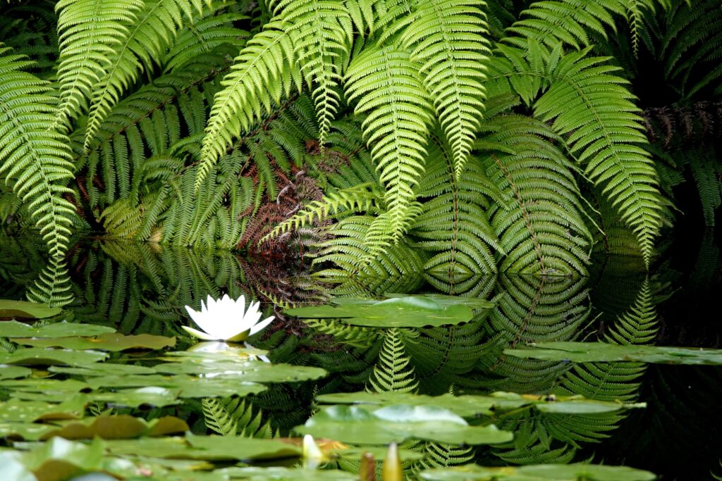 「シダと睡蓮」宮田　宏