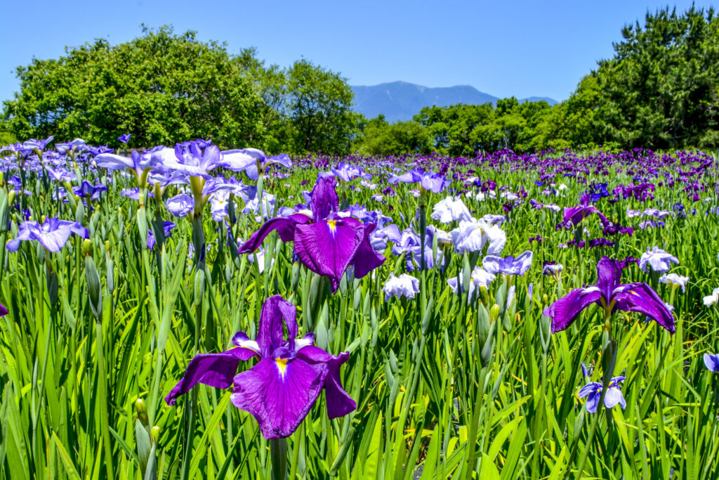 「マイアミの菖蒲」橋本　進