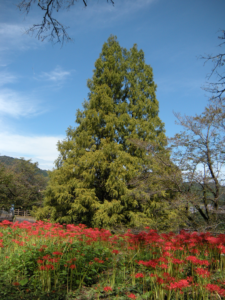 彼岸花と巨大クリスマスツリー？