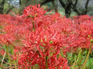 彼岸花(曼珠沙華)