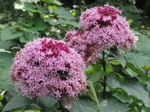 これはアジサイの花です