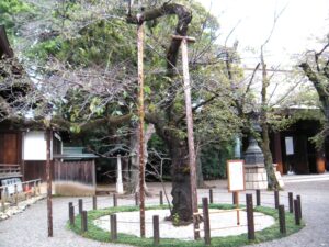 東京の桜開花宣言の標本木でした