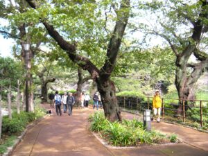 千鳥ヶ淵遊歩道をウォーキング