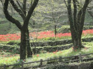 湖畔展望園路では彼岸花がお出迎え