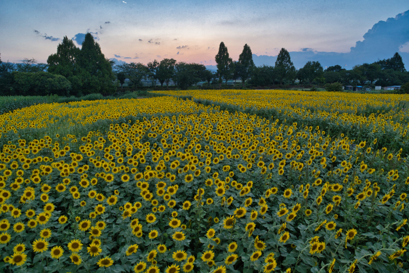 座間ひまわり祭りー1