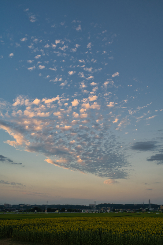 座間ひまわり祭りー2