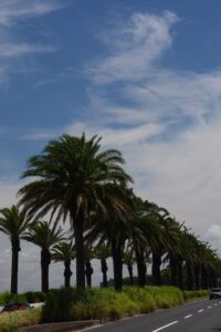 遊歩道のフェニックスヤシ