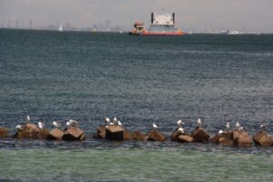 海鳥にも会いました