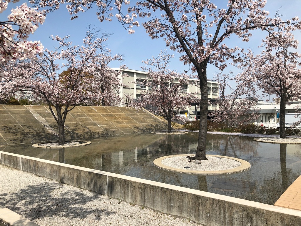 さくら広場