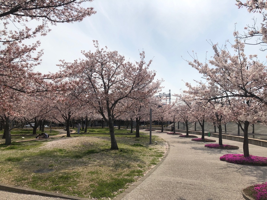 さくら広場並木道